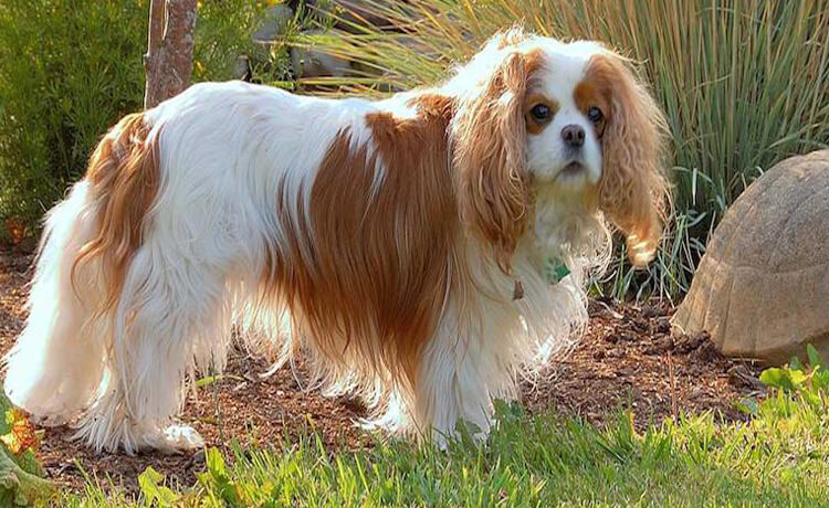  English Toy Spaniel